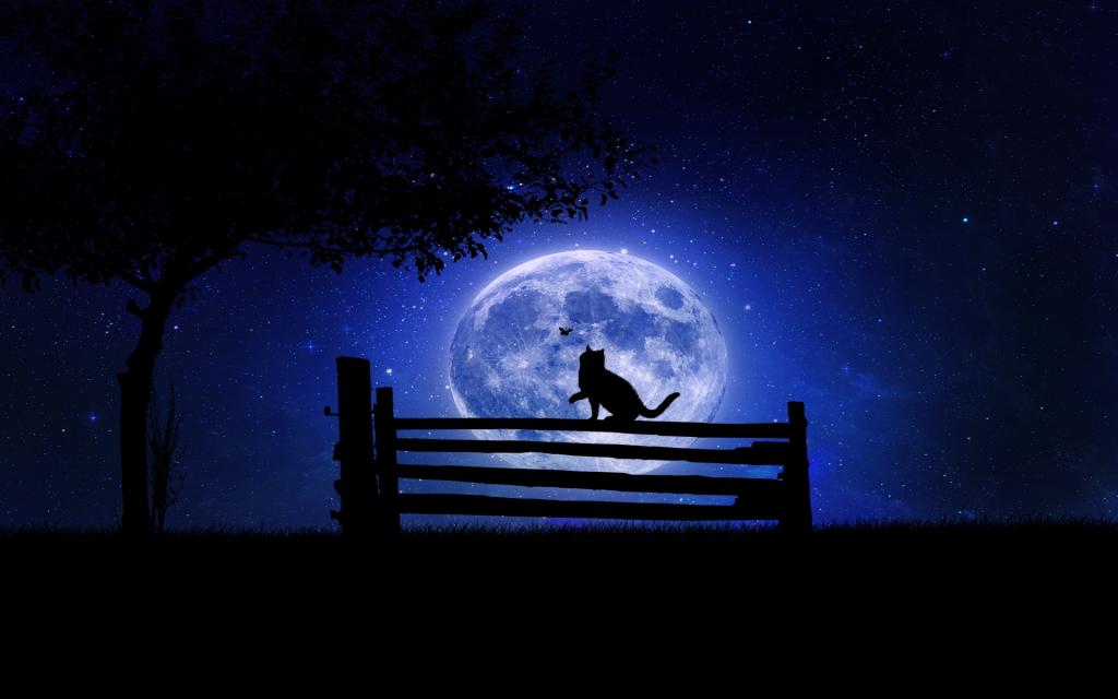 树,月亮,夜,长凳,猫