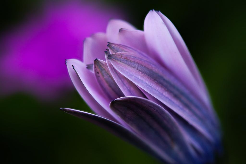 关闭紫色petaled花HD wallpaper的照片