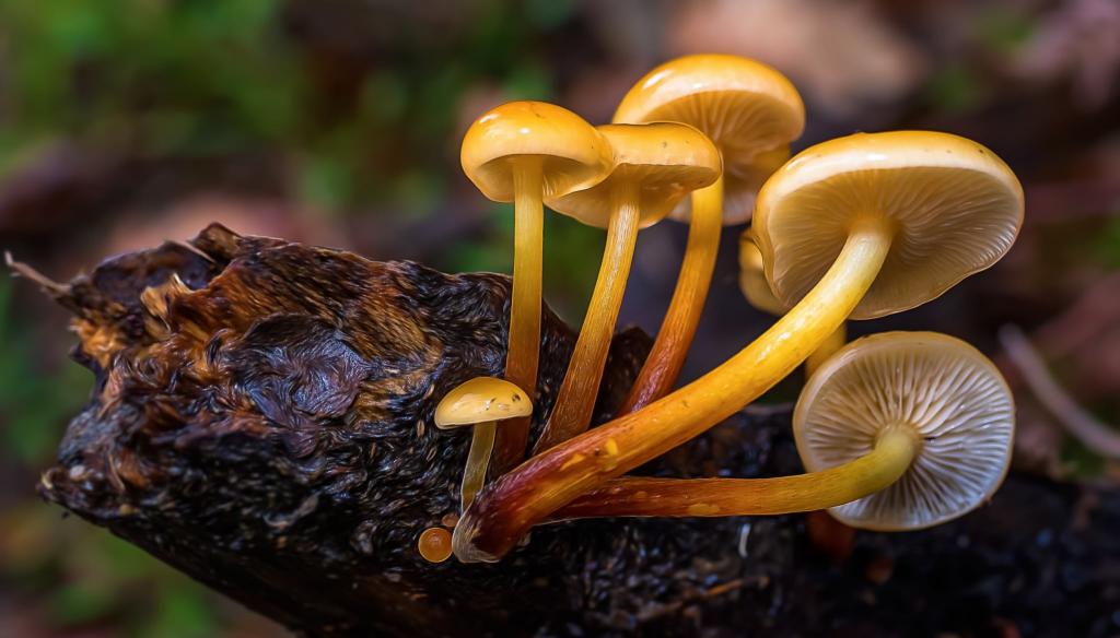 微距镜头摄影高清壁纸黑色树枝上的六个黄色蘑菇