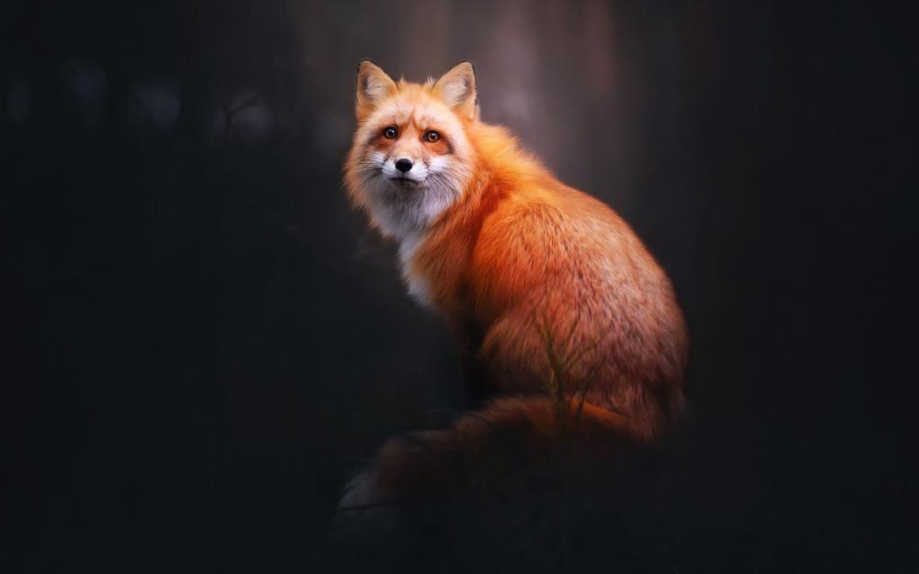 森林,狐狸,看,福克斯