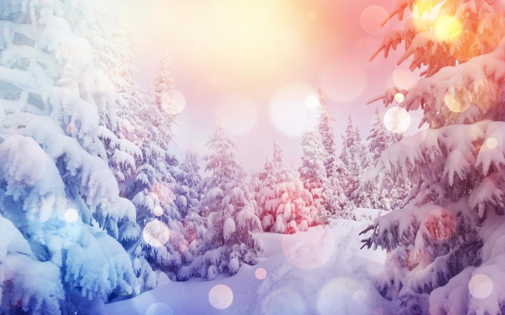 雪,雪,冬天,雪花,树,性质,森林,冬天