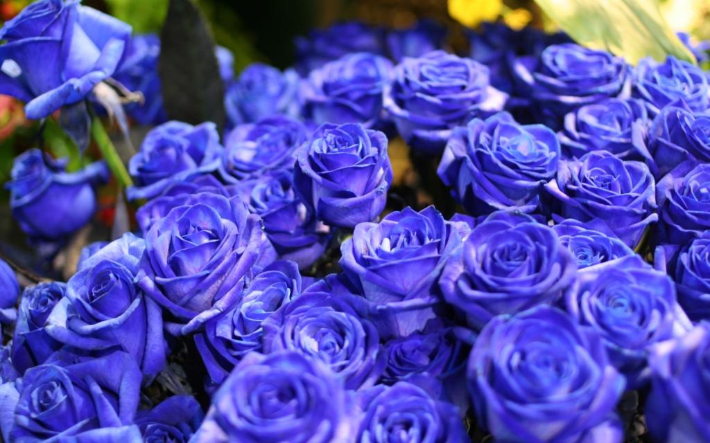 鲜花,蓝色,蓝玫瑰,花束,性质,krasivye,玫瑰,花,蓝玫瑰,蓝色