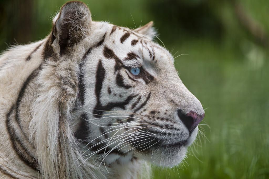 猫,看,白虎,蓝色的眼睛,©Tambako捷豹,脸