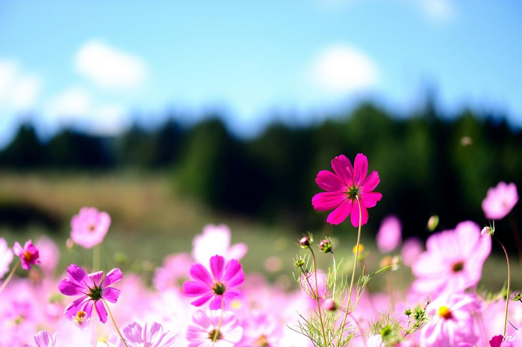 鲜花,宏,性质,夏天,粉红色,科斯美亚,领域