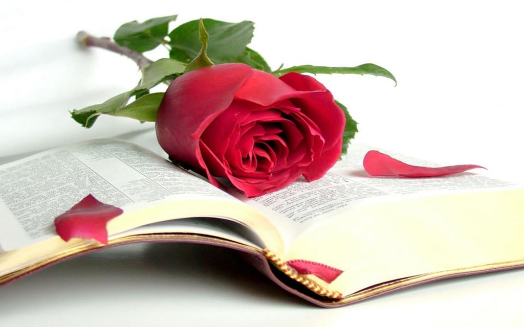 美,打开书,智慧,圣经,书,玫瑰