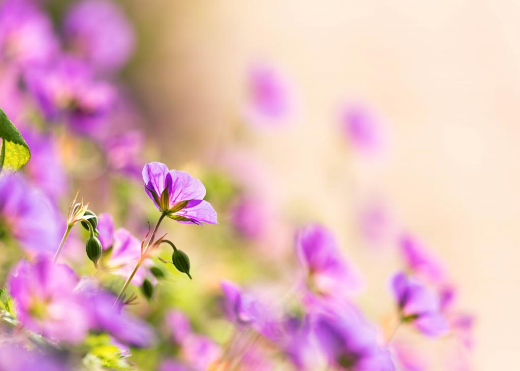紫色的花场高清壁纸