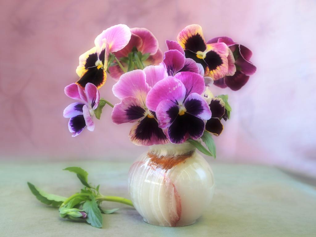 花瓶,鲜花,紫罗兰色,温柔,静物,花束
