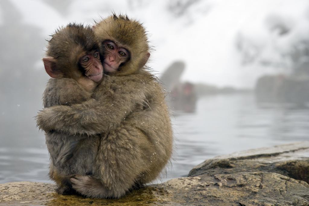 两只日本春天的猴子在白天拥抱,雪猴子高清壁纸
