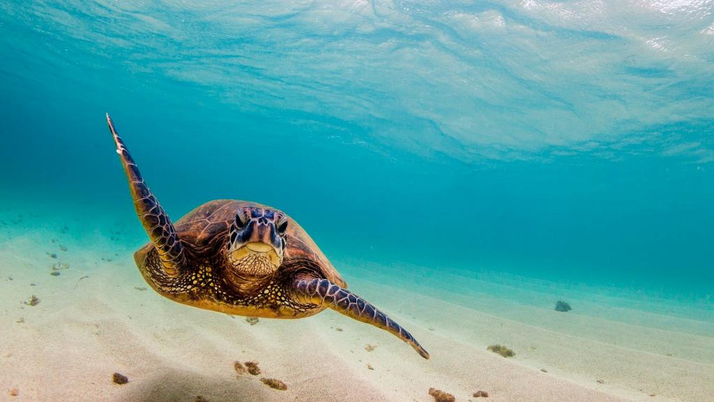 畅游大海的海龟