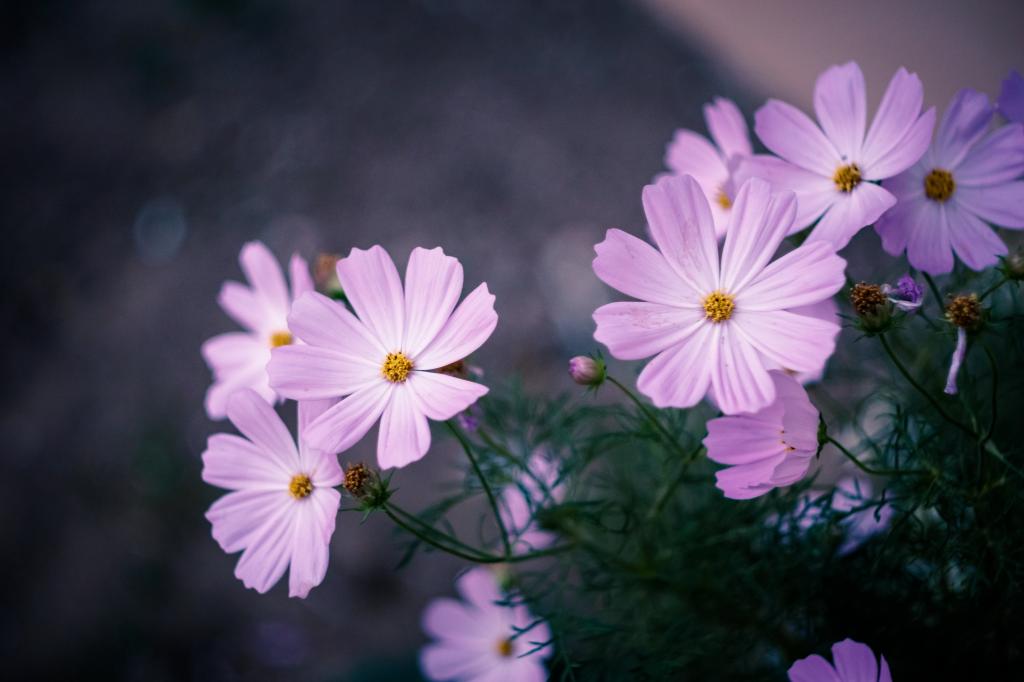 紫色的花瓣花卉特写照片高清壁纸