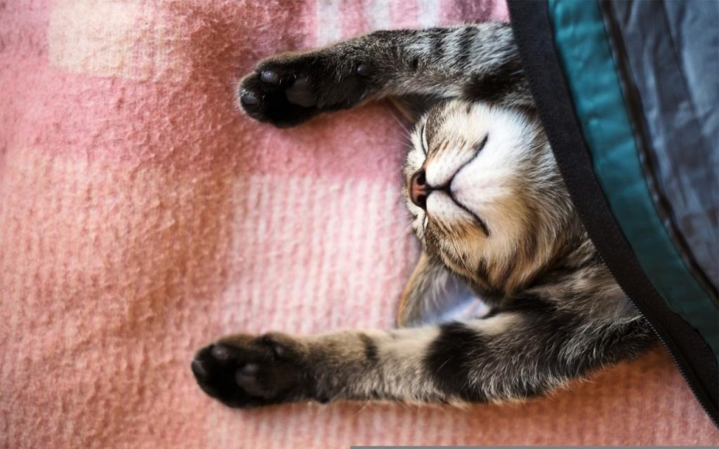 壁纸猫,爪子,睡觉,睡觉,毯子,猫