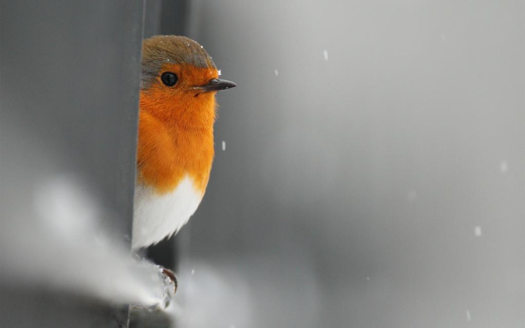 偷看,雪,栅栏,罗宾,鸟