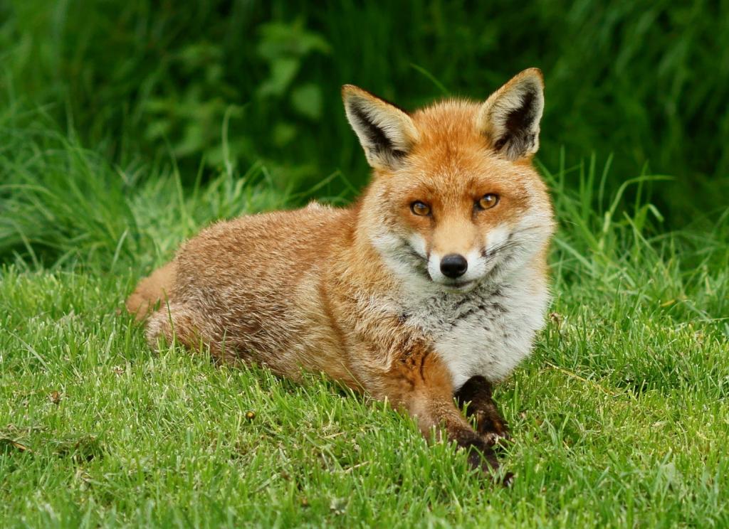 橙色的狐狸躺在绿草的高清壁纸
