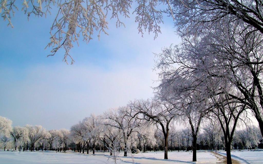 雪,冬天,霜,霜,树,路