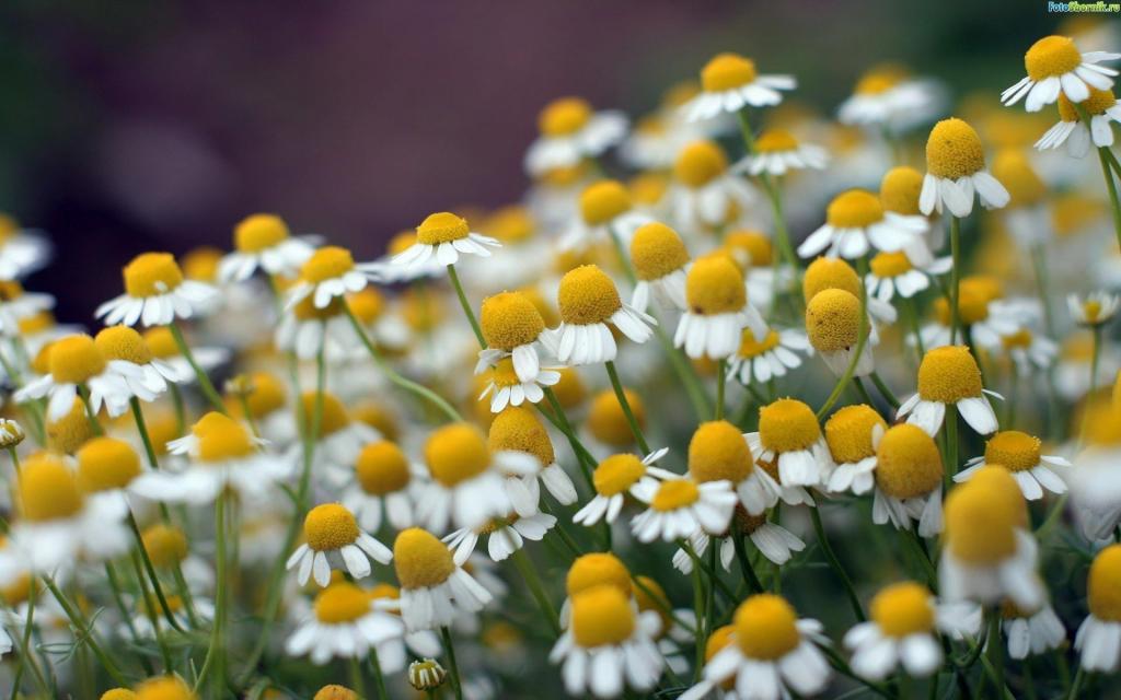 白色和黄色的雏菊花园高清壁纸