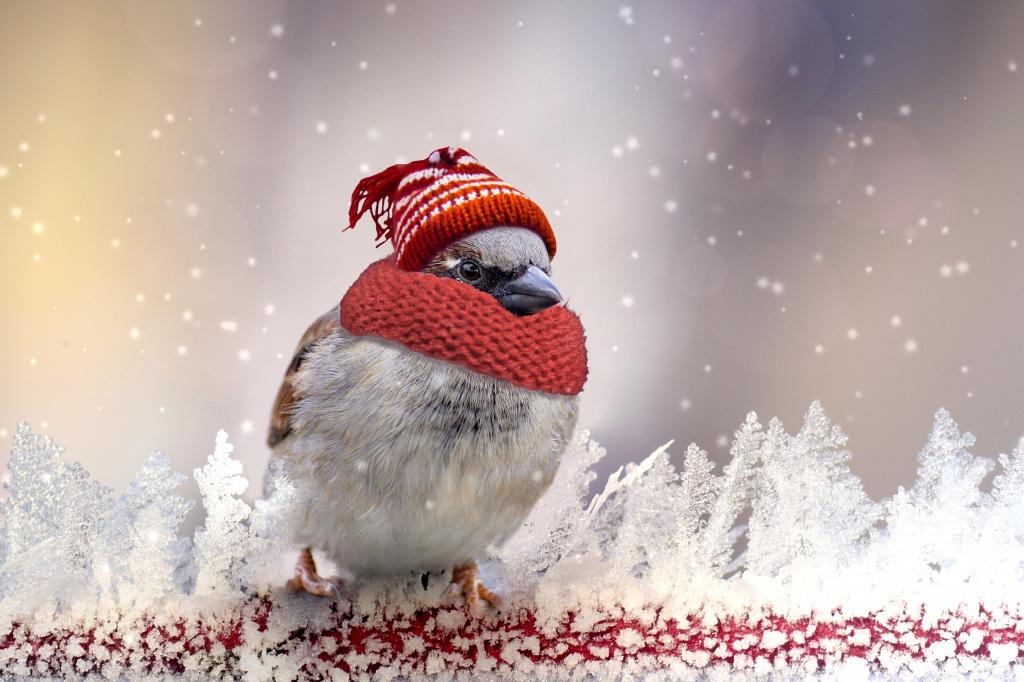 白色和棕色的鸟与红色针织帽冬季季节高清壁纸