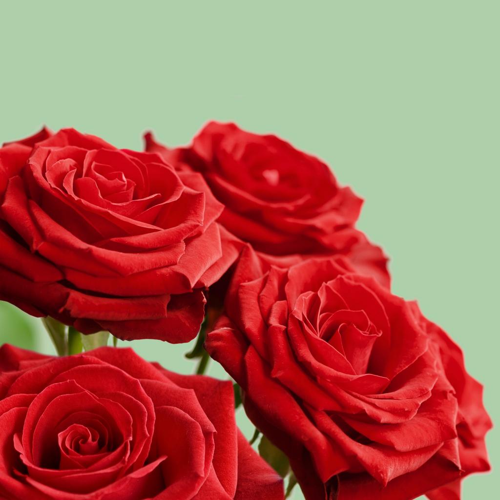 火热的红玫瑰情人节素材