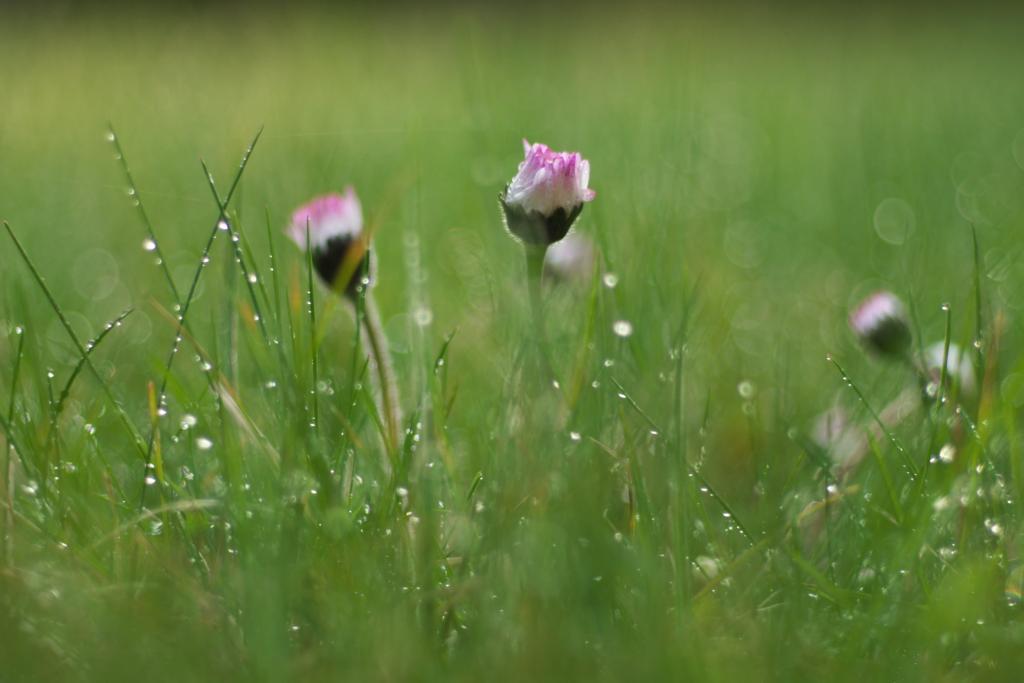 选择性的重点摄影的紫色豹花与水露水在草地上白天高清壁纸