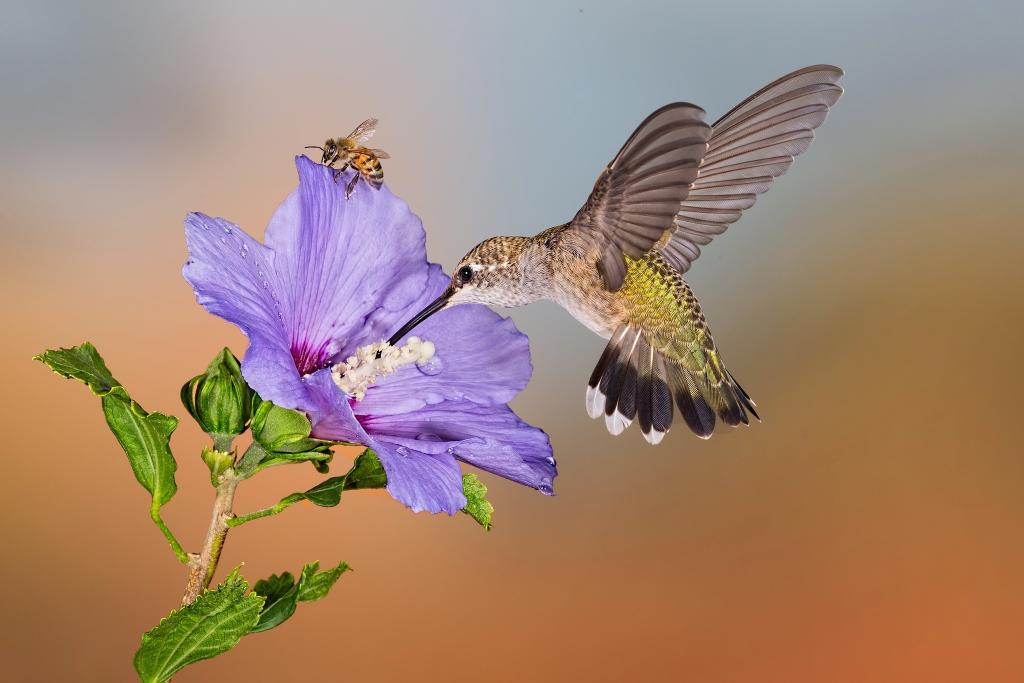 花,蜂鸟,蜜蜂,鸟