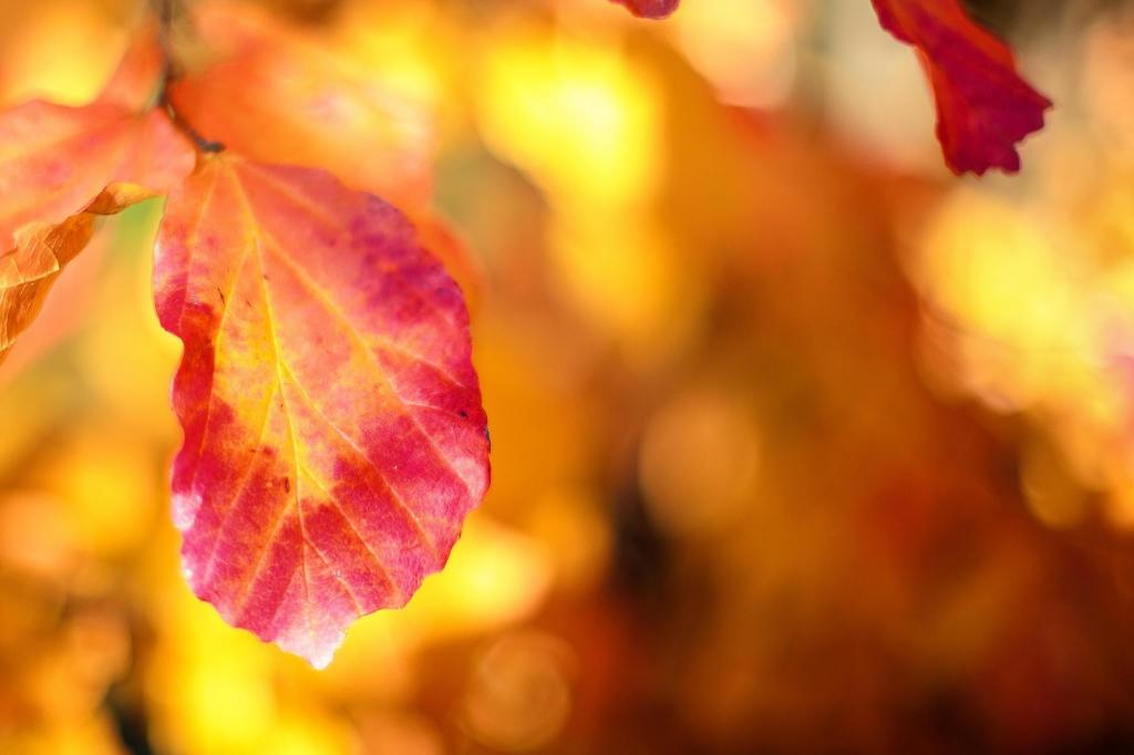秋天叶子焦点摄影高清壁纸