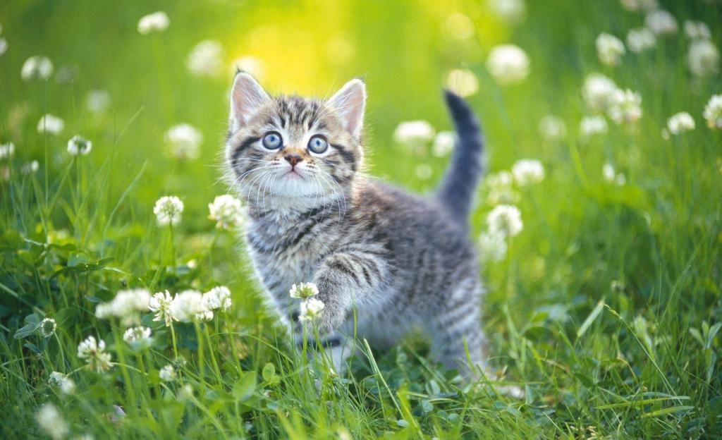 夏天,一天,小猫,草