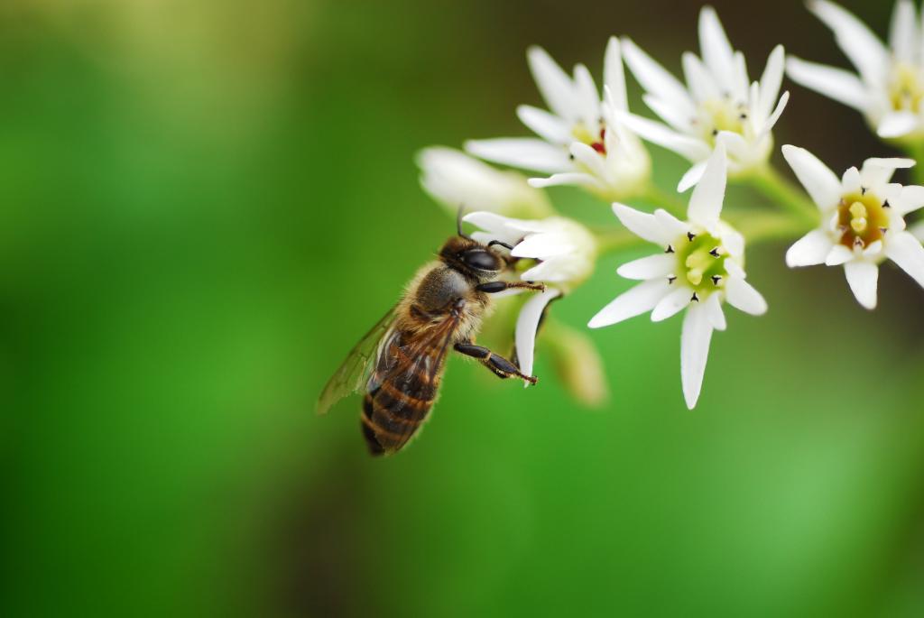 蜜蜂的浅焦点摄影栖息的白色petaled花HD wallpaper