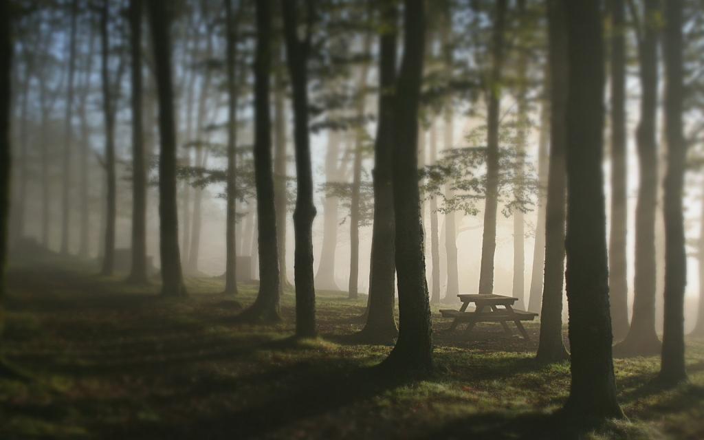 雾,长凳,表,树木,森林