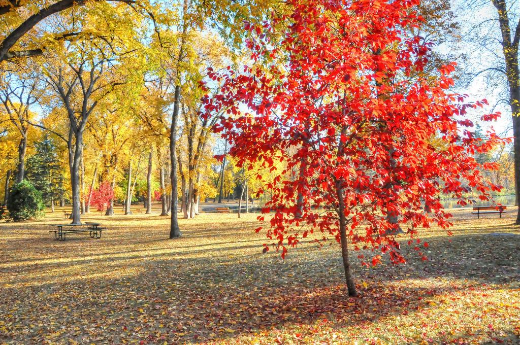 公园,表,树,长凳,草,秋天,叶子