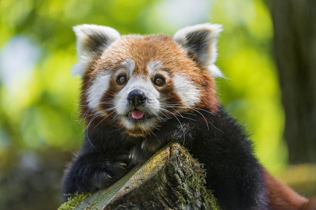 看,红熊猫,红熊猫,火狐,©Tambako捷豹,脸