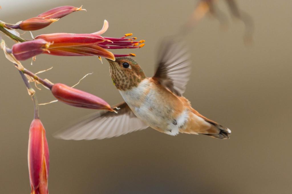 摄影棕色和白色的Humminbird,蜂鸟,selasphorus,艾伦高清壁纸