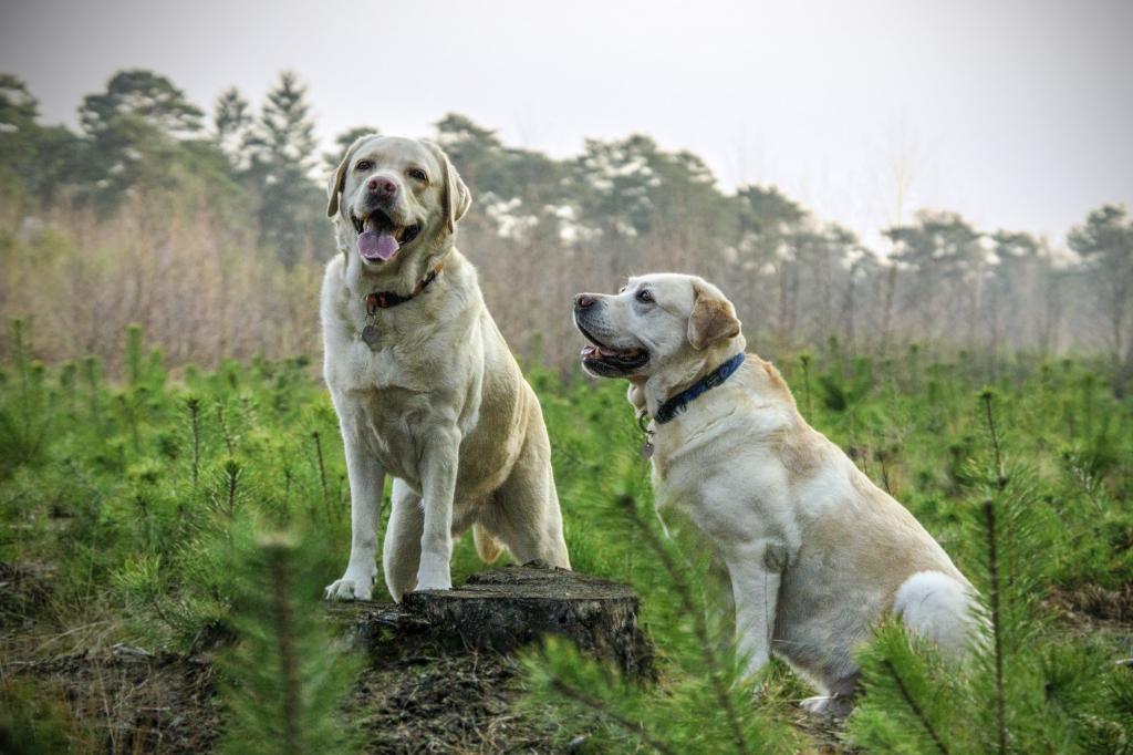 在高大的树木附近的两只黄色拉布拉多猎犬狗在白天高清壁纸