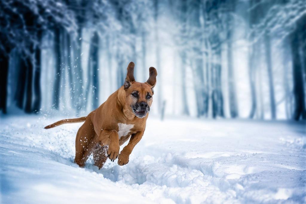 狗,跑,雪,冬天,走,罗得西亚脊背龙