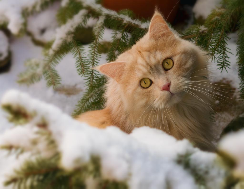 猫,树枝,枪口,冬天,红猫,雪,看,猫