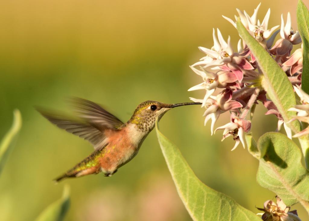 嗡嗡的鸟和花,红褐色的蜂鸟,seedkadee国家野生动物保护区高清壁纸浅焦点摄影