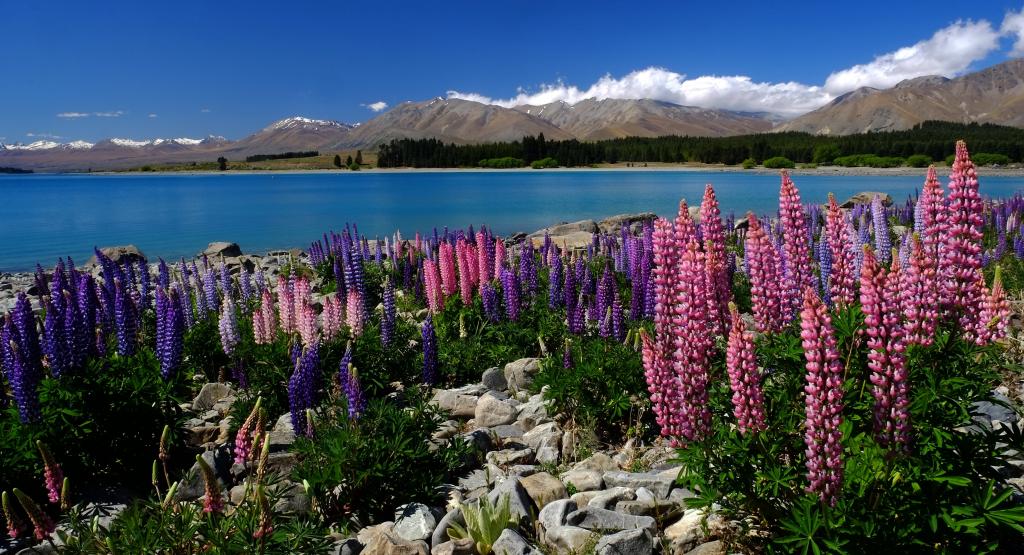 紫色和粉红色的植物景观摄影湖附近俯瞰山脉在晴朗的天空白天,羽扇,特卡波湖高清壁纸
