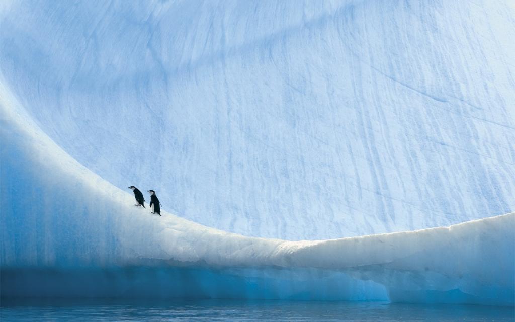 企鹅,南极,自然