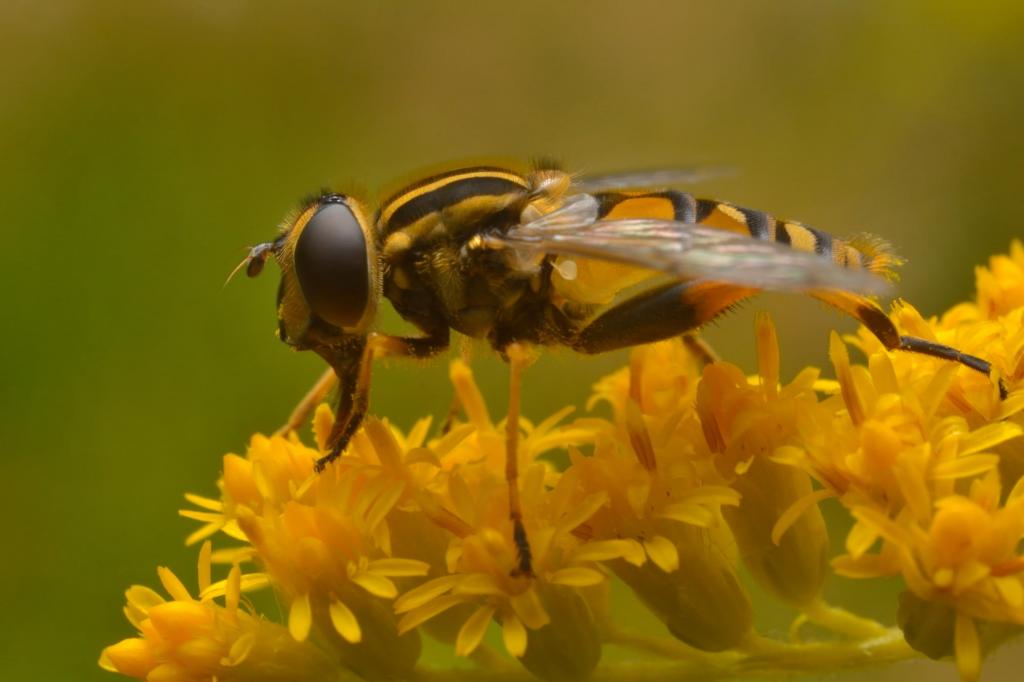 栖息在黄色pherled花,Helophilus HD壁纸的Hoverfly的浅景深照片