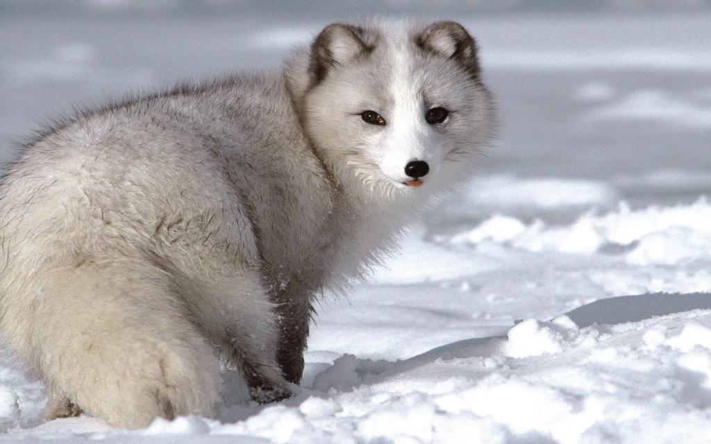 雪山上的白色雪狐