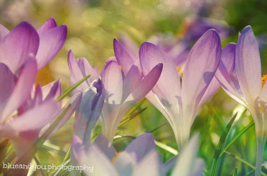 紫色和白色的花朵浅焦点摄影高清壁纸