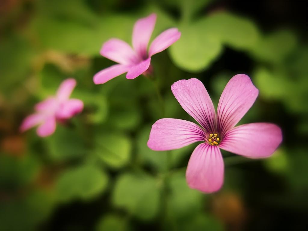 移动镜头的粉红色的花朵HD壁纸的照片