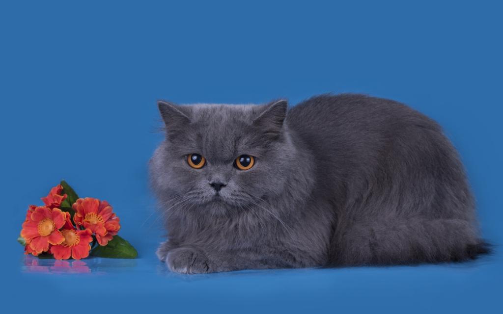 猫,品种,灰色,英国,鲜花