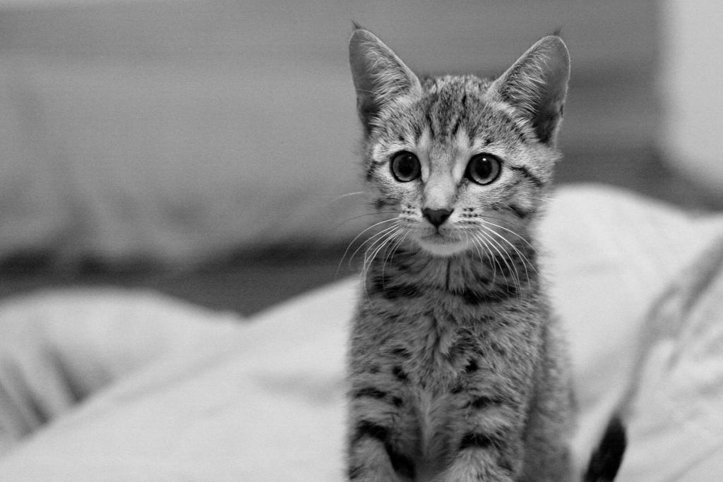 灰度摄影的小猫高清壁纸