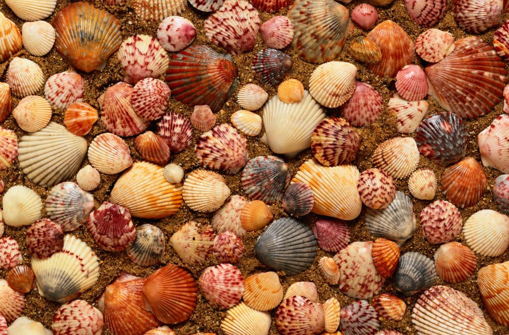 海,贝壳,沙子