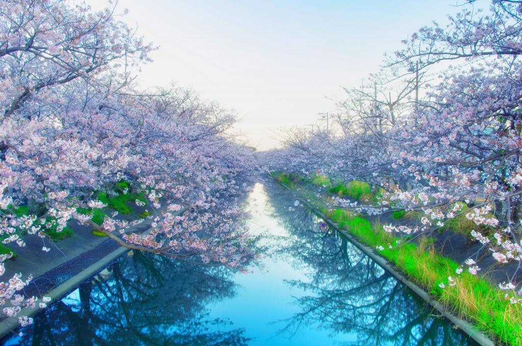 河道两边盛开的樱花