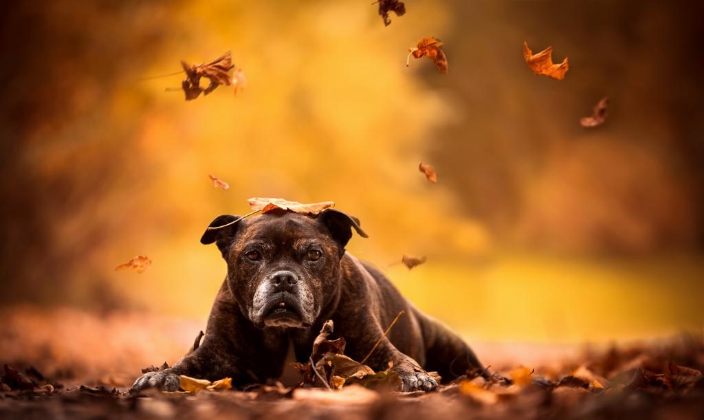 狗,秋天,每个