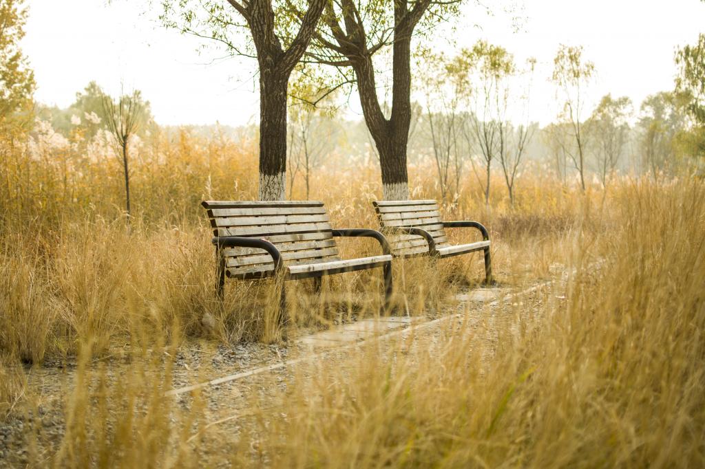 两个棕色的木制长椅周围的棕色草高清壁纸