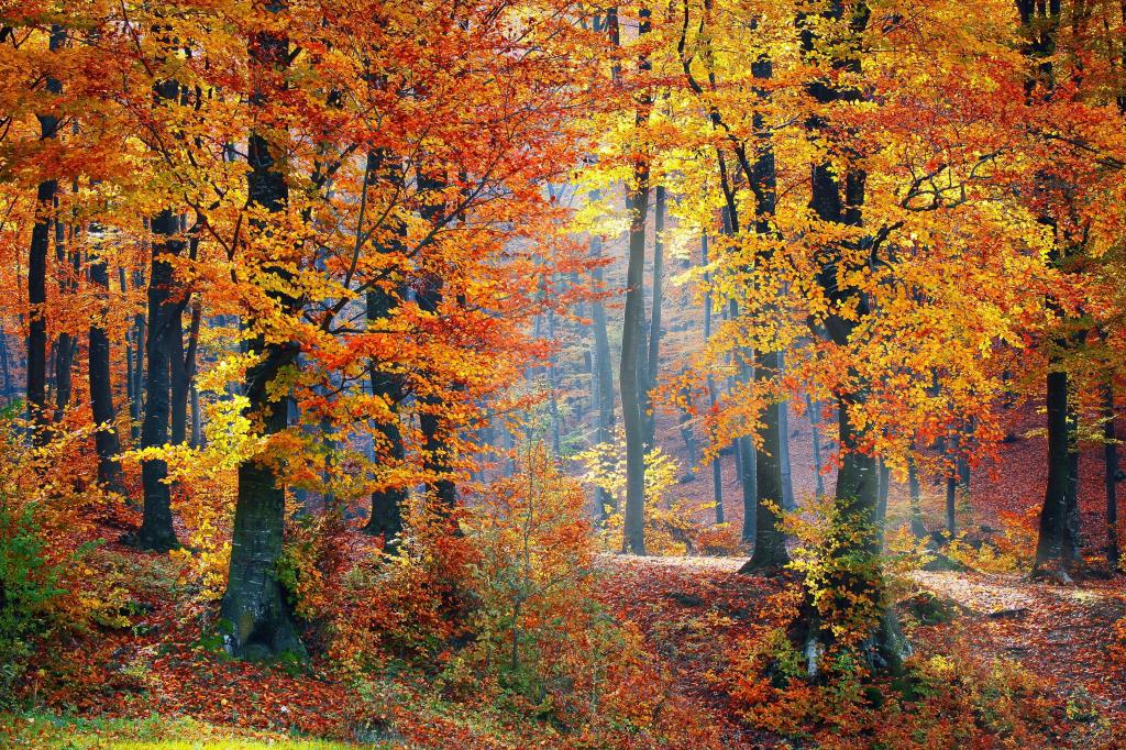 黄色和橙色的叶子树高清壁纸的风景摄影