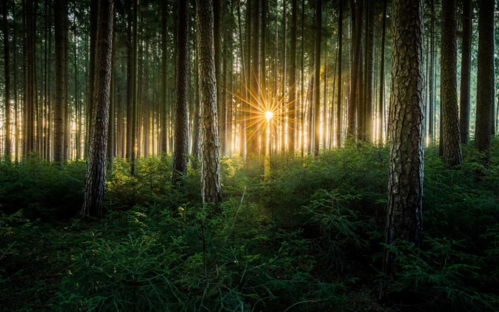 光线,光线,自然,太阳,树木,森林