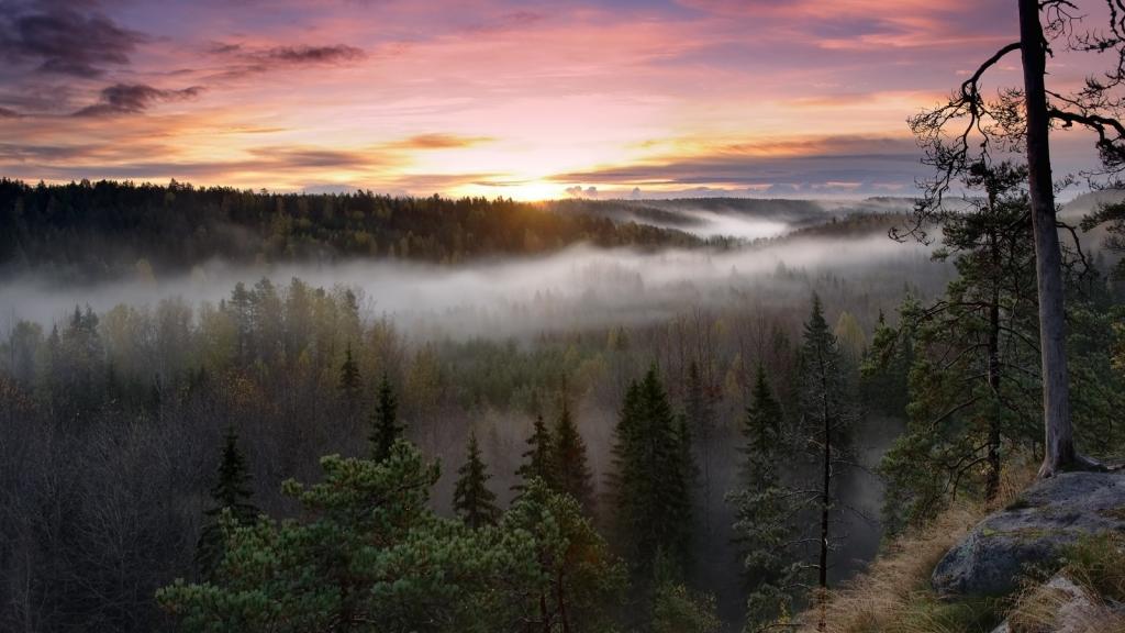 壁纸早上,大自然,雾,树,芬兰,美国国家公园,日出,芬兰,森林