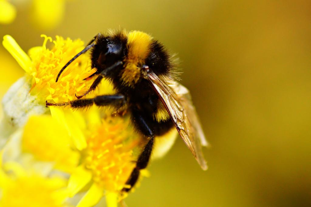 蜜蜂在黄色的花,大黄蜂高清壁纸的宏观拍摄的摄影